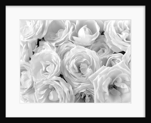 Full frame of roses by Assaf Frank